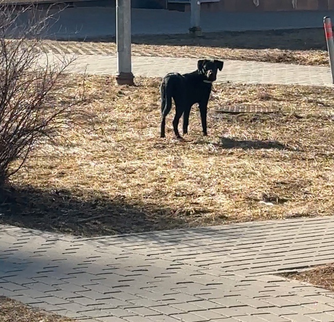 Пропала собака в Зеленограде — фото объявления