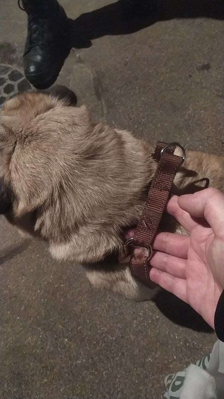 Найдена собака в Зеленограде — фото объявления