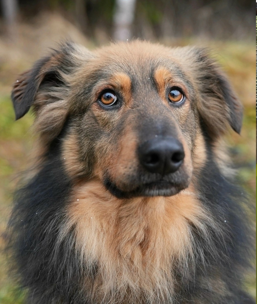 Найдена собака в Зеленограде — фото объявления