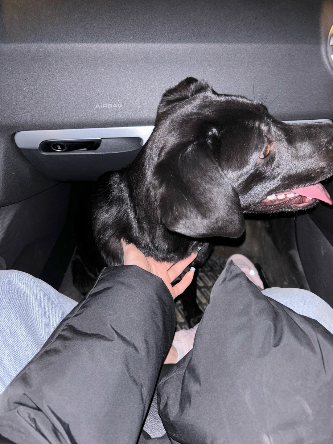 Найдена собака в Зеленограде — фото объявления