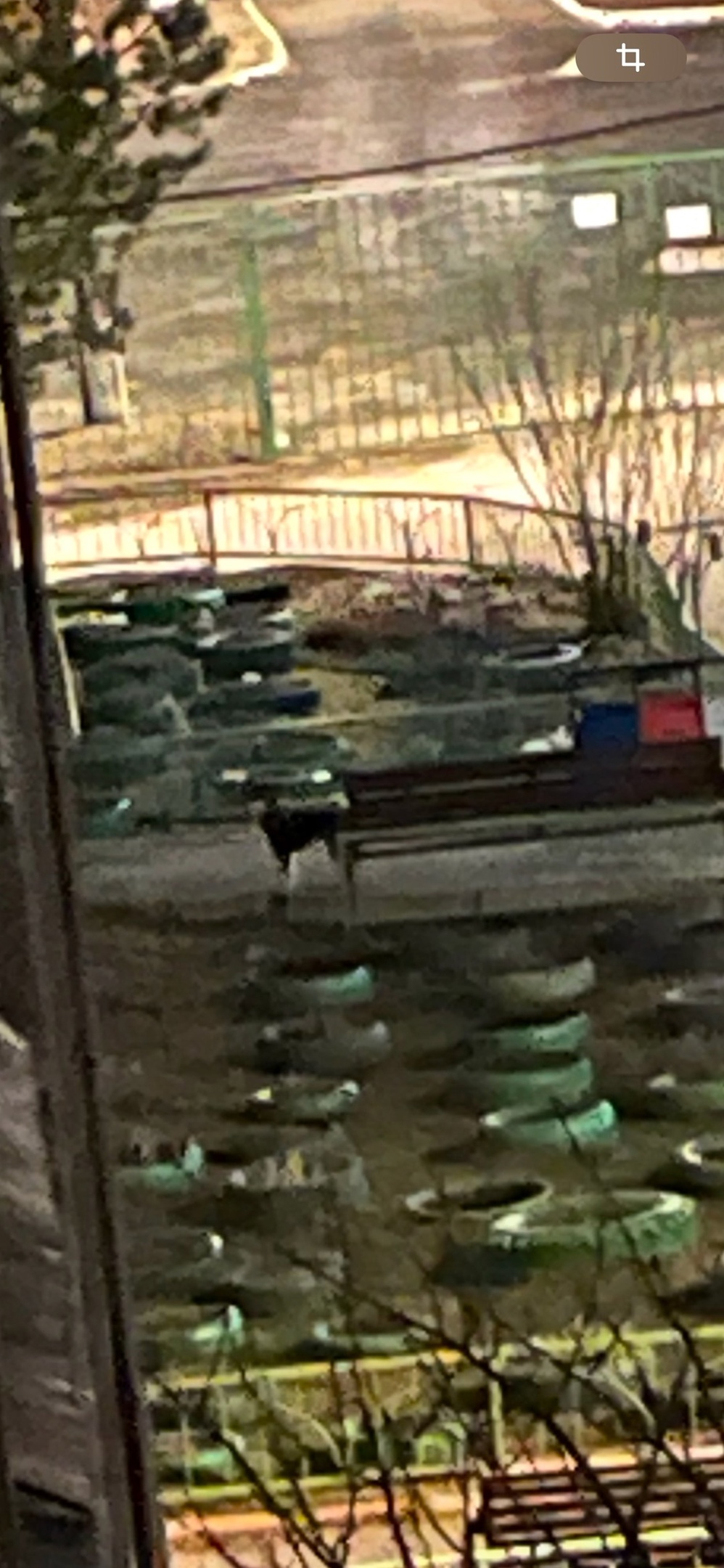 Пропала собака в Зеленограде — фото объявления