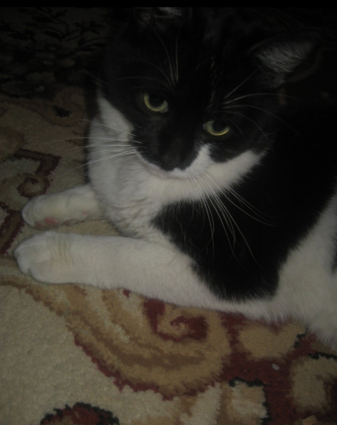 Пропала кошка в Зеленограде — фото объявления