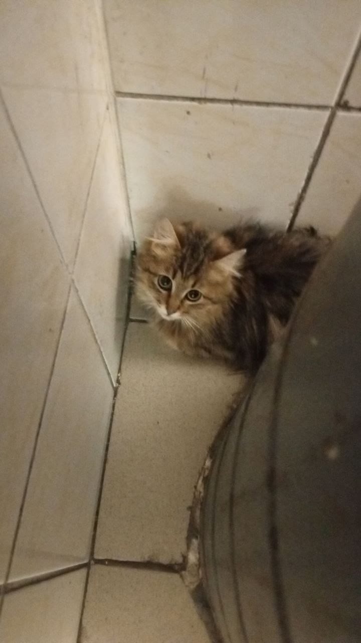 Найдена кошка в Зеленограде — фото объявления