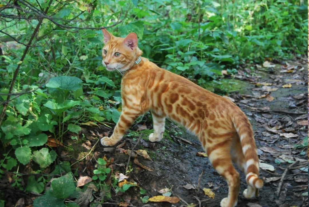 Пропала кошка в Зеленограде — фото объявления
