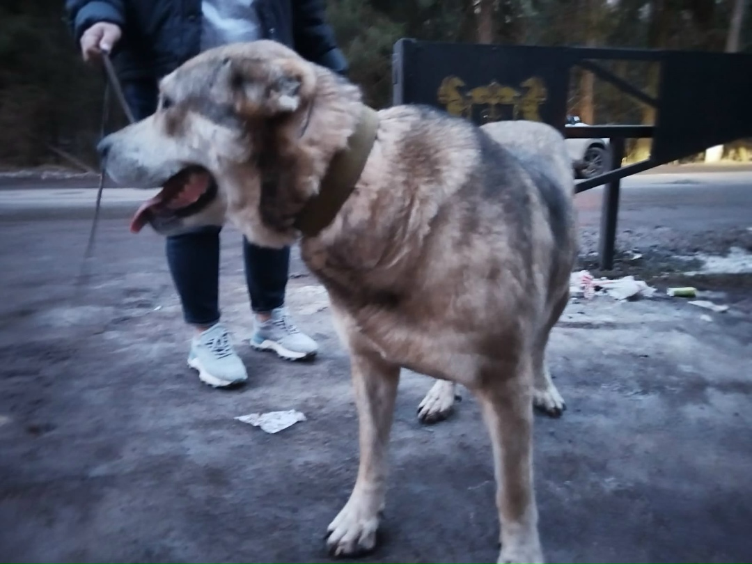 Найдена собака в Зеленограде — фото объявления