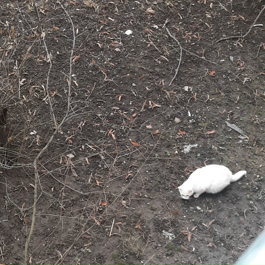 Пропала кошка в Зеленограде — фото объявления