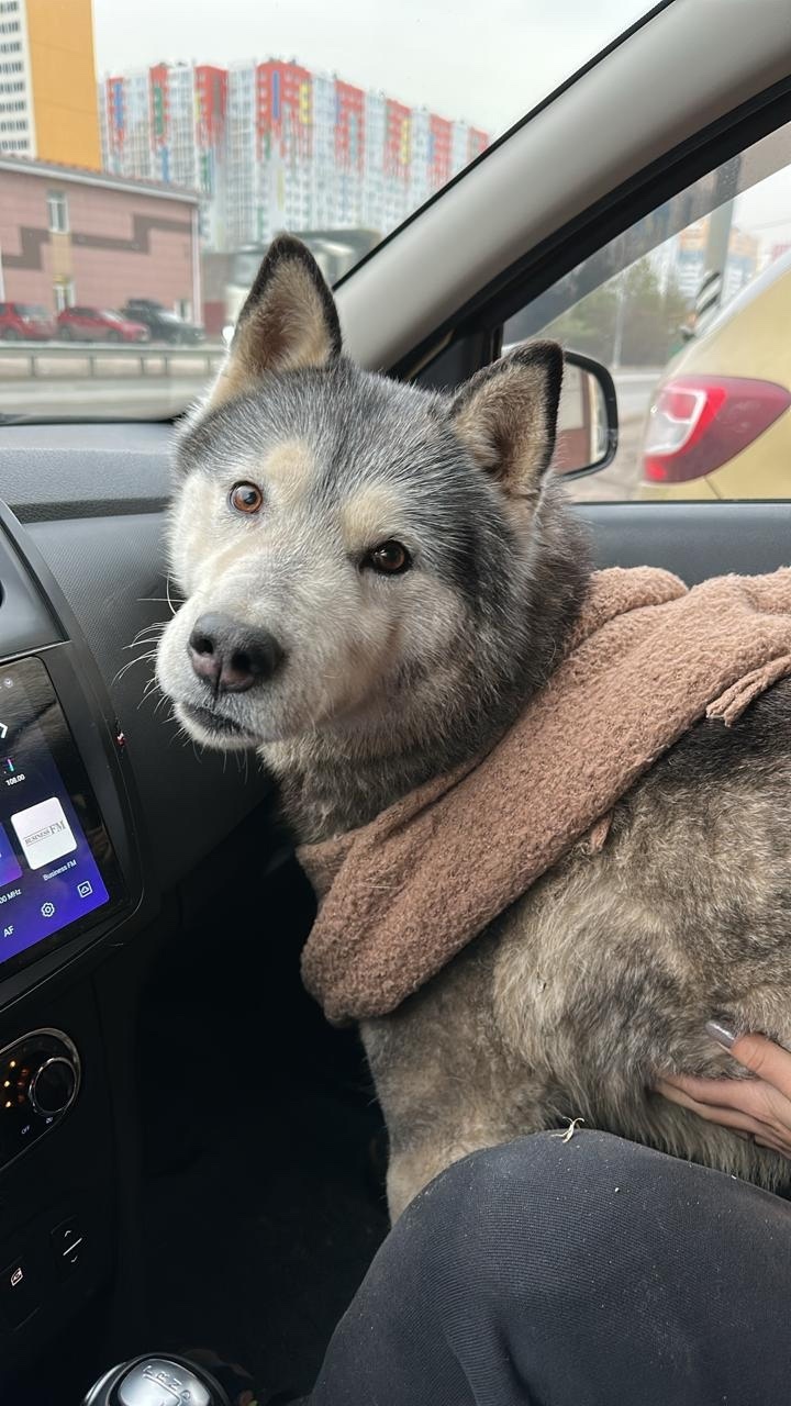 Найдена собака в Зеленограде — фото объявления