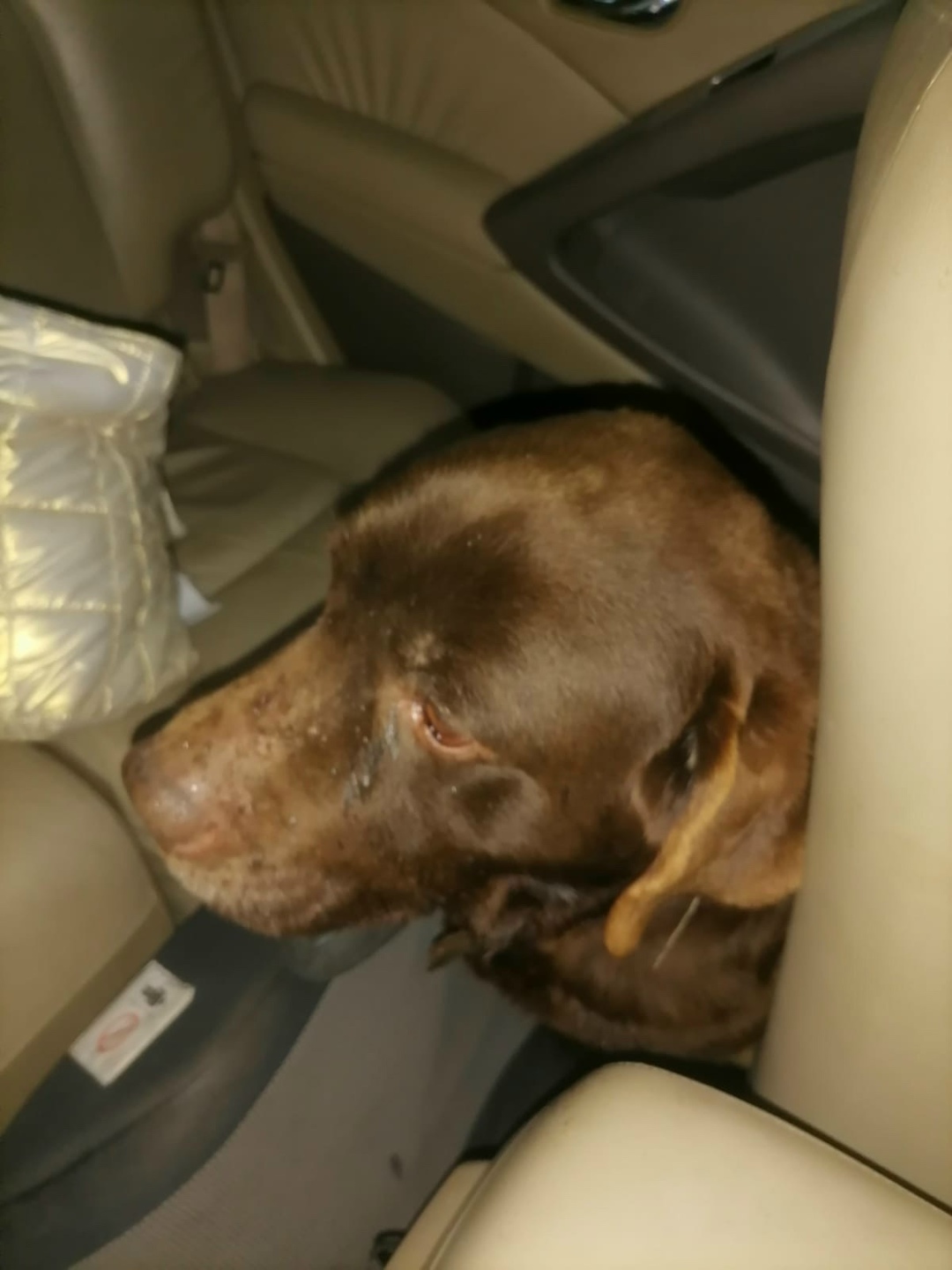 Найдена собака в Зеленограде — фото объявления