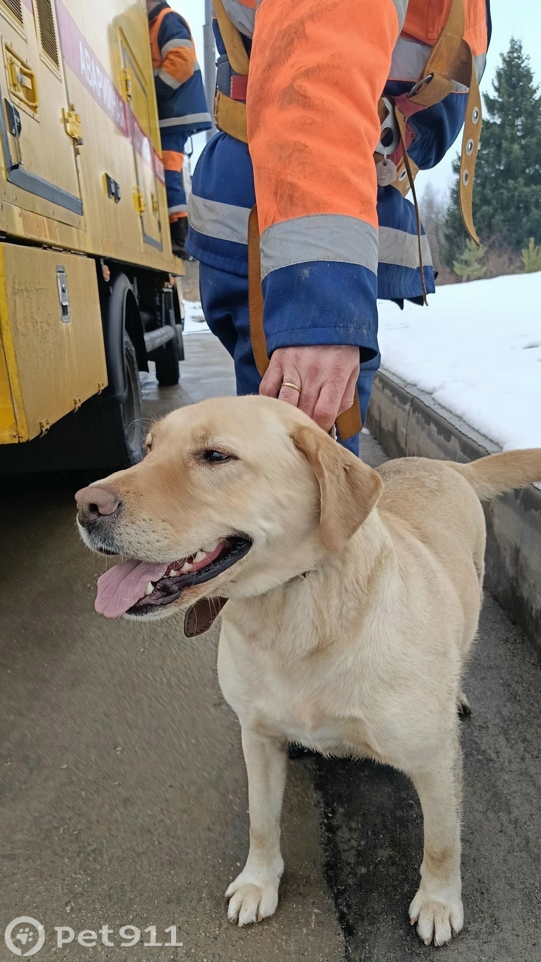Найдена собака в Зеленограде — фото объявления