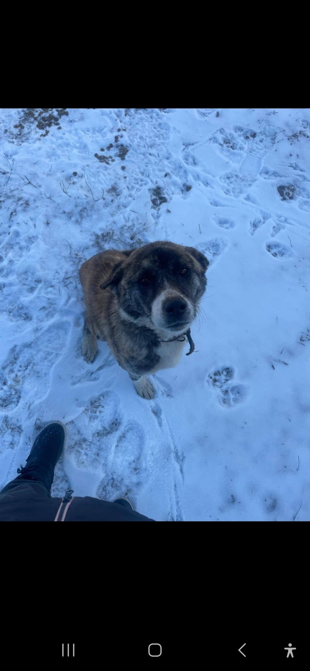 Найдена собака в Королёве — фото объявления