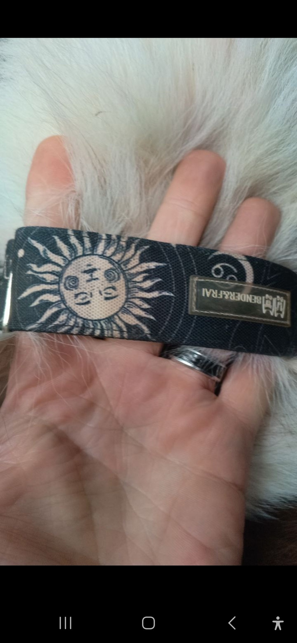 Найдена собака в Королёве — фото объявления