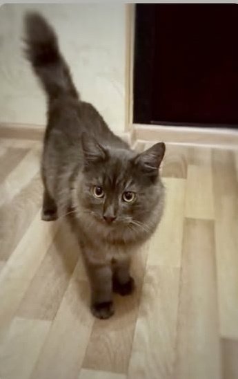 Найдена кошка в Королёве — фото объявления