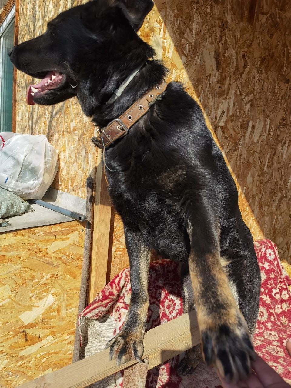 Пропала собака в Королёве — фото объявления