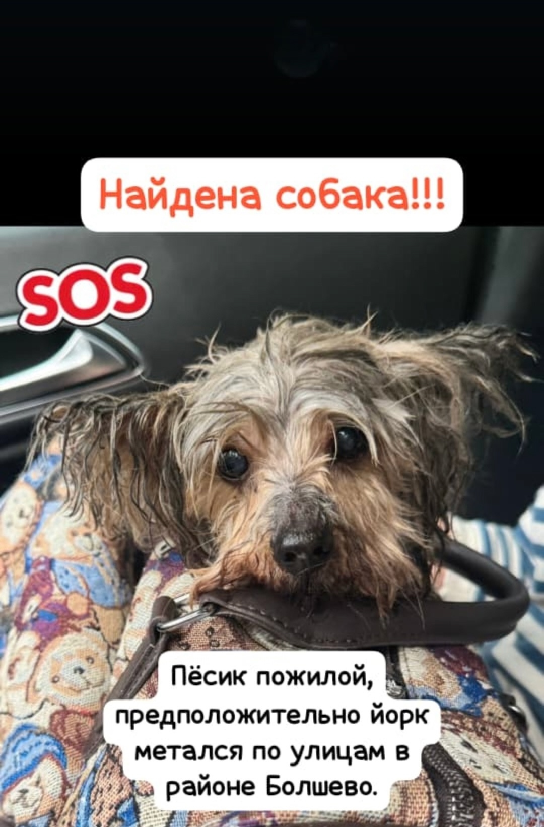 Найдена собака в Королёве — фото объявления