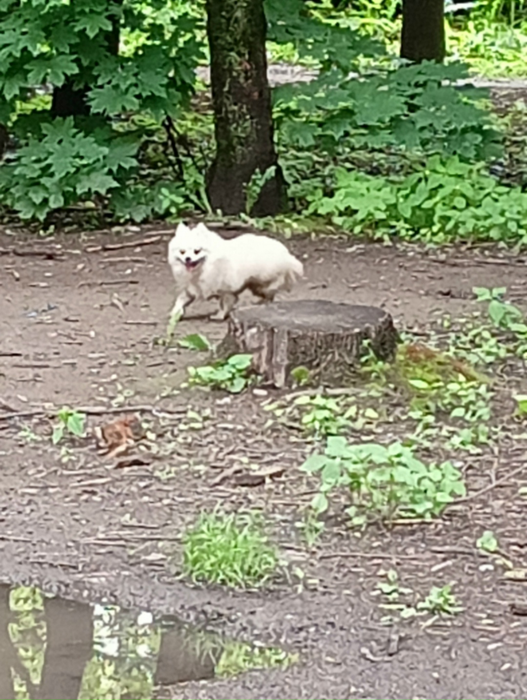 Найдена собака в Королёве — фото объявления