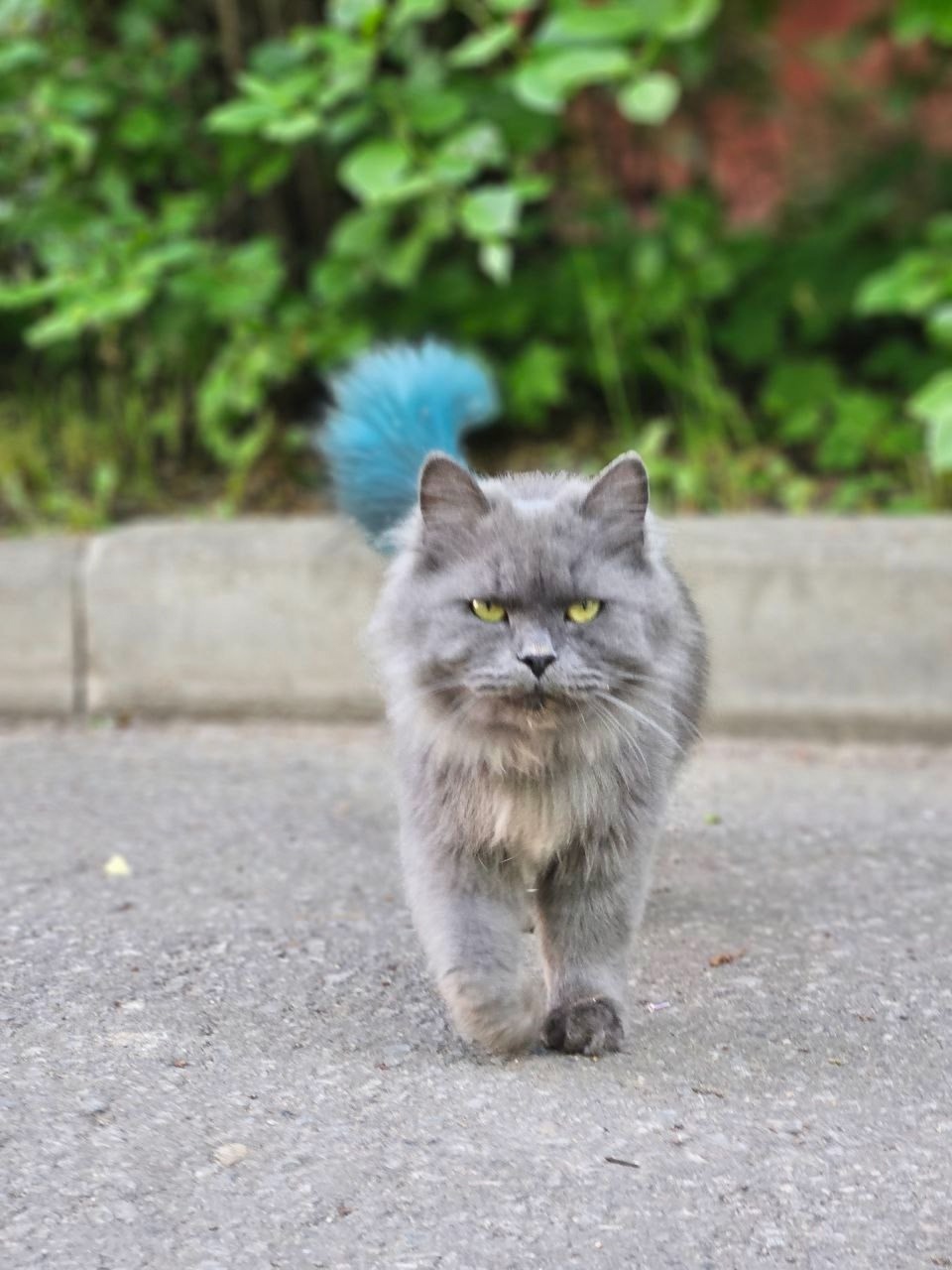 Найдена собака в Королёве — фото объявления