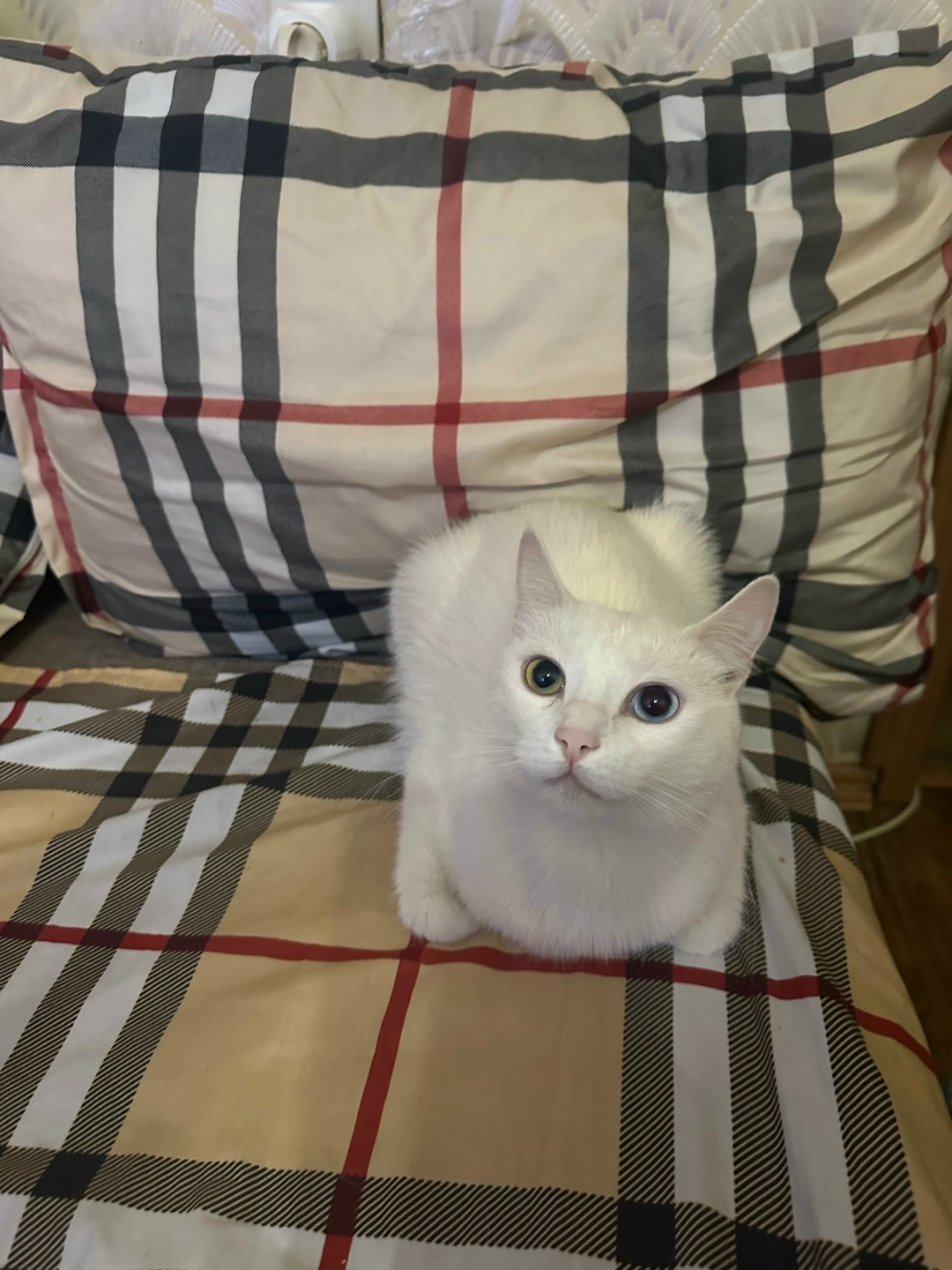 Пропала кошка в Королёве — фото объявления