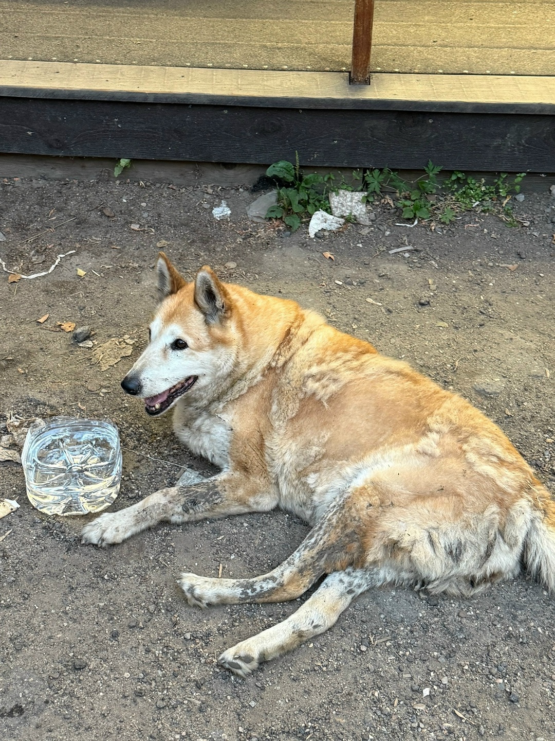 Пропала собака в Королёве — фото объявления