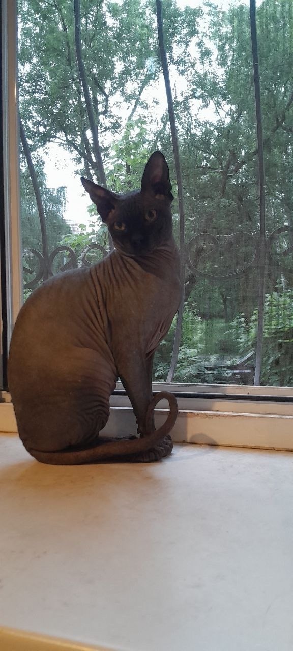 Пропала кошка в Королёве — фото объявления