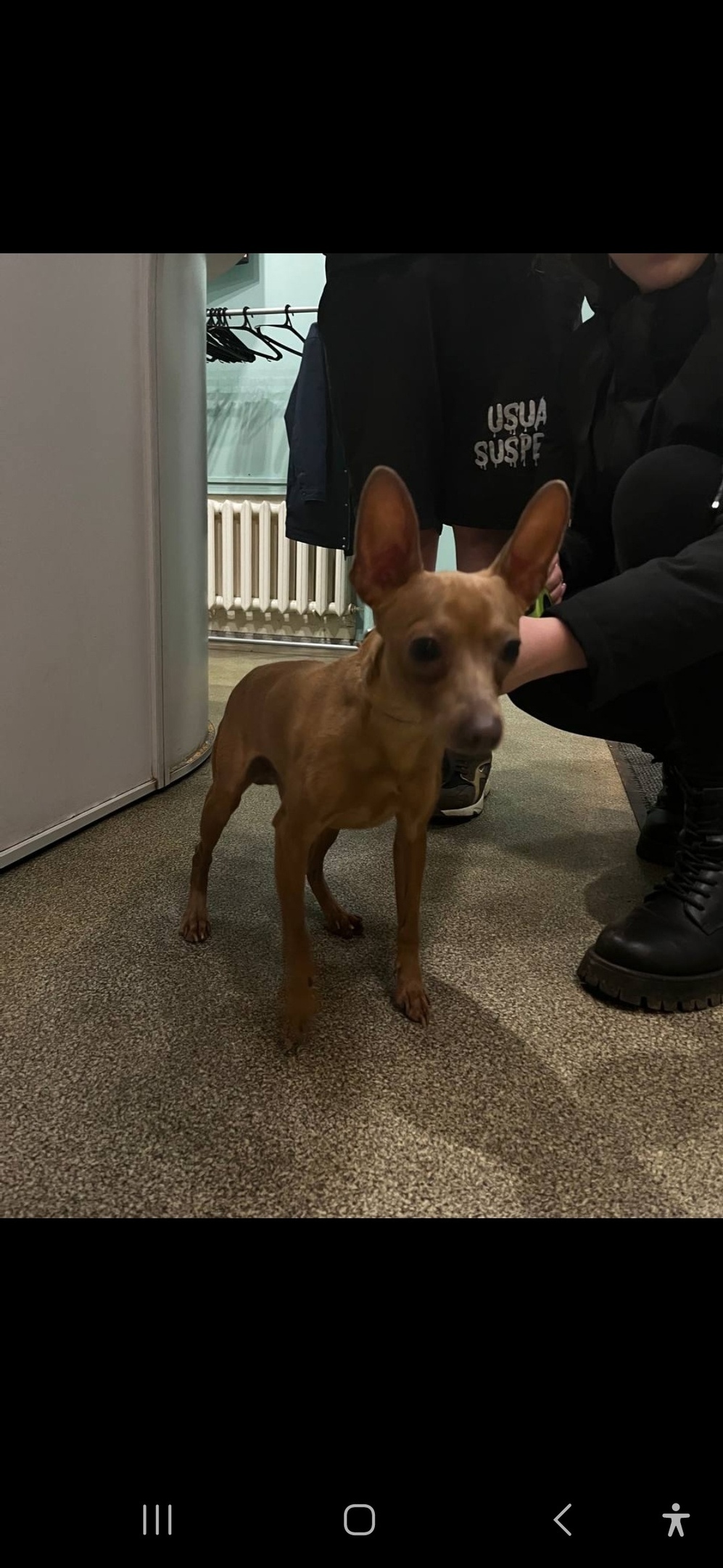 Найдена собака в Королёве — фото объявления