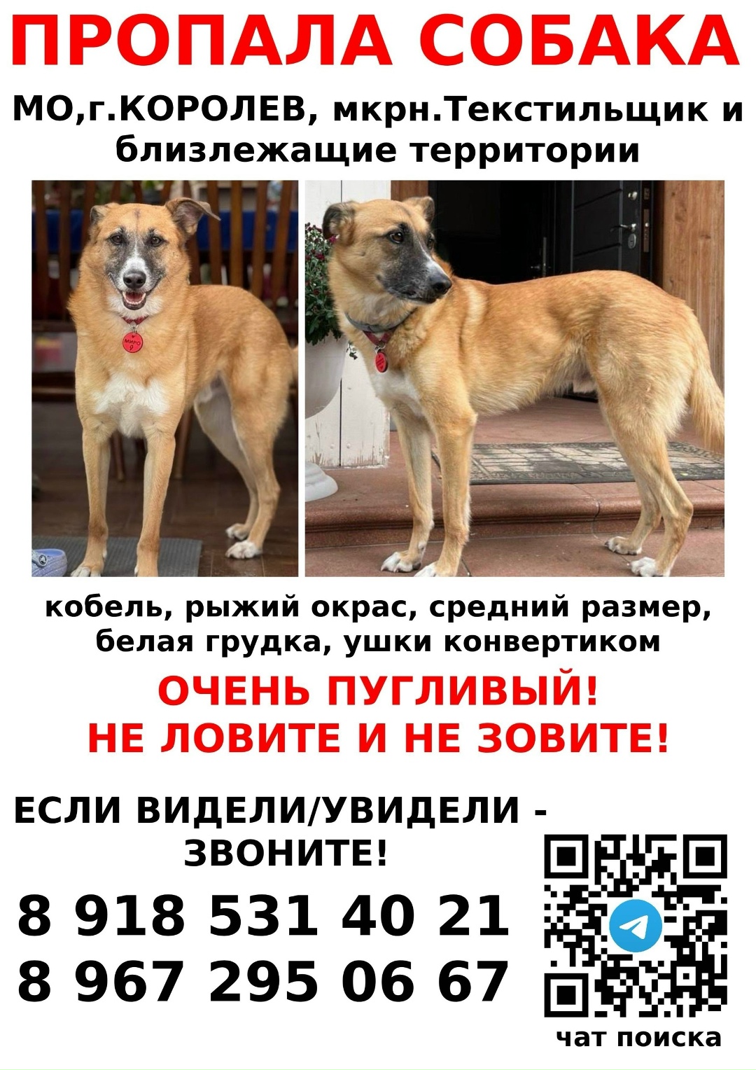 Пропала собака в Королёве — фото объявления