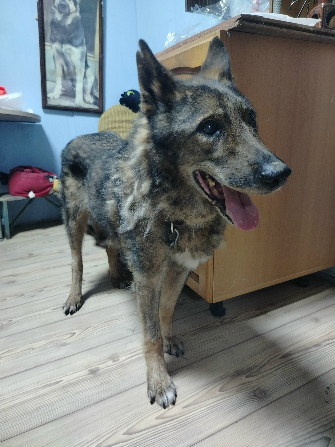 Найдена собака в Королёве — фото объявления