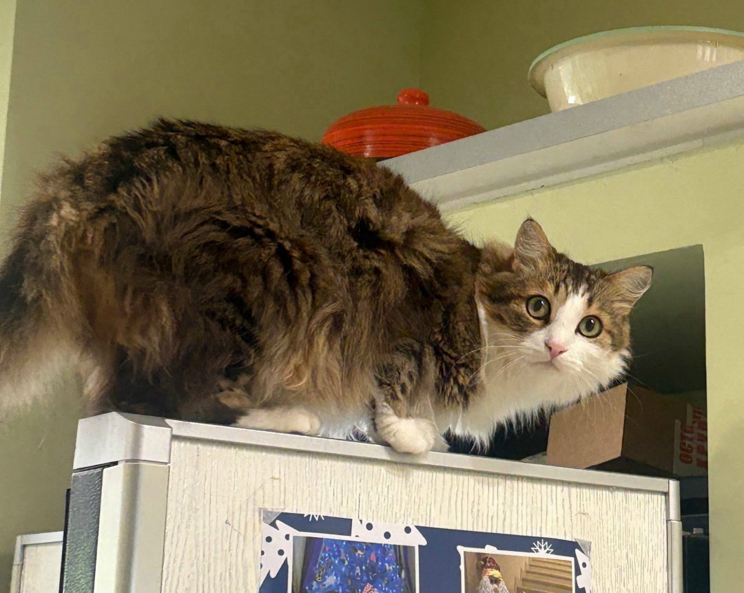 Пропала кошка в Королёве — фото объявления