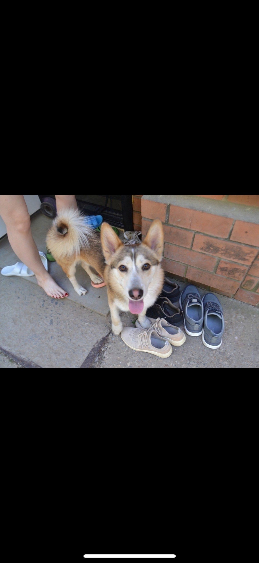 Пропала собака в Королёве — фото объявления