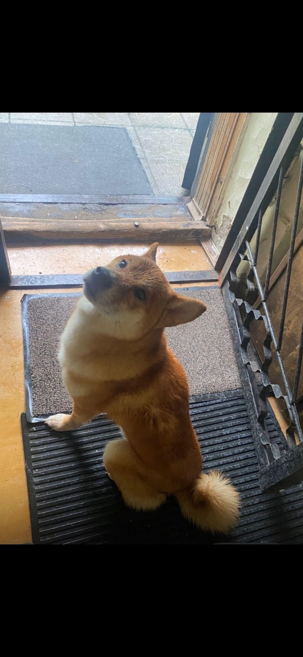 Найдена собака в Королёве — фото объявления