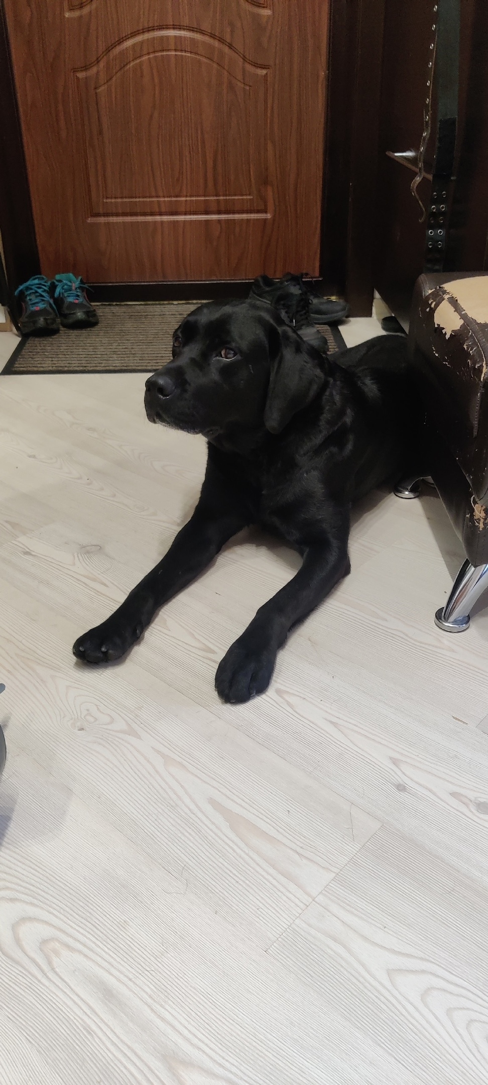 Найдена собака в Королёве — фото объявления