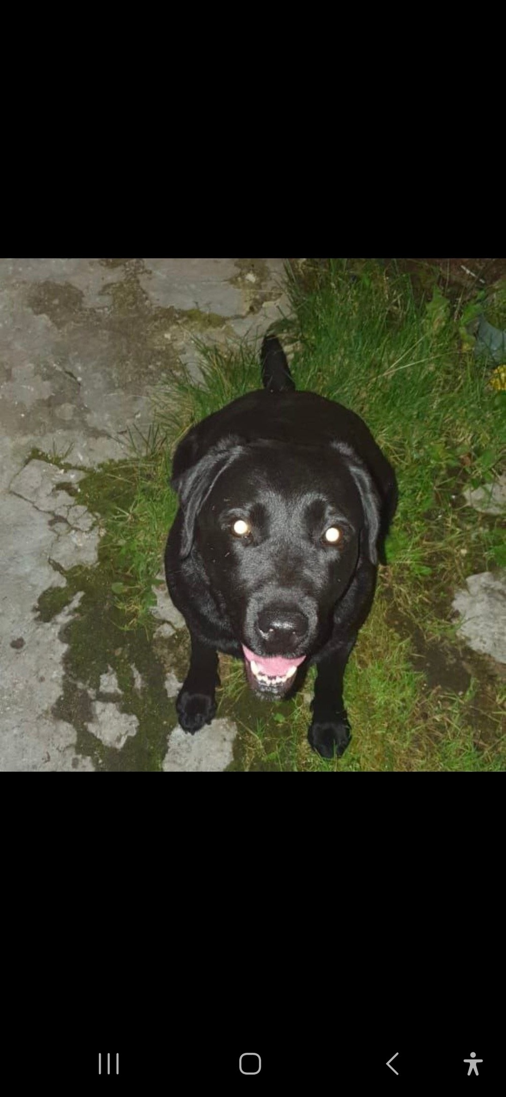 Пропала собака в Королёве — фото объявления