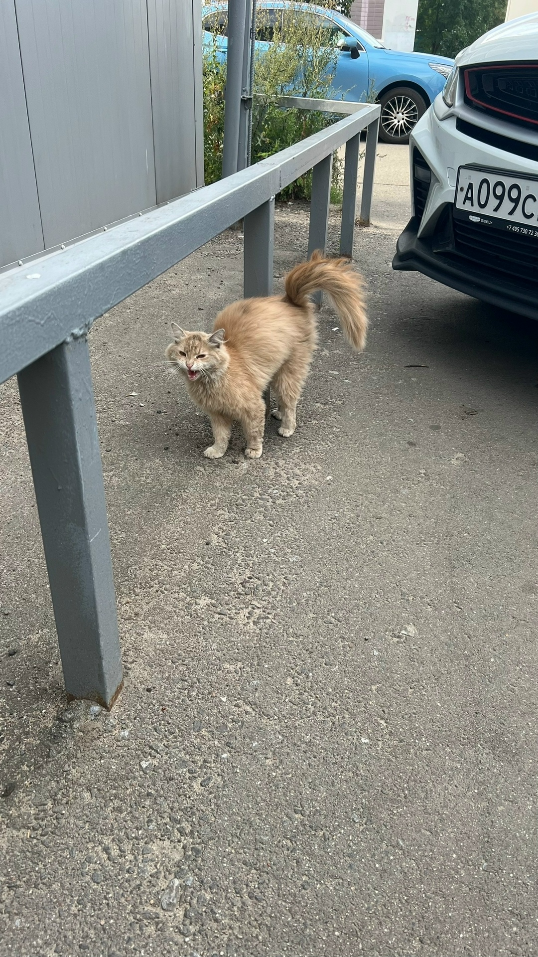 Найдена кошка в Королёве — фото объявления