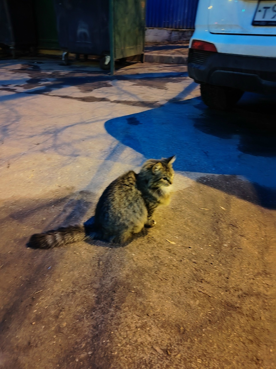 Найдена собака в Королёве — фото объявления