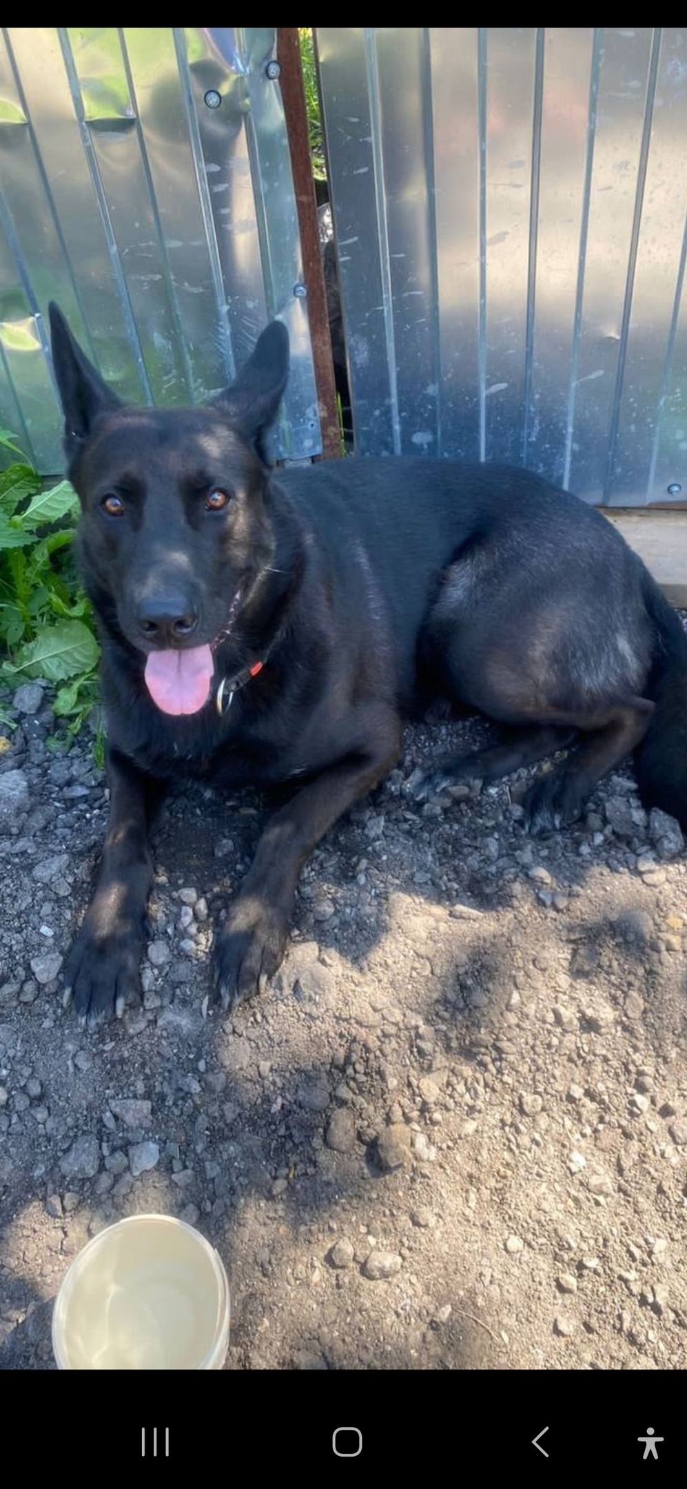 Найдена собака в Королёве — фото объявления