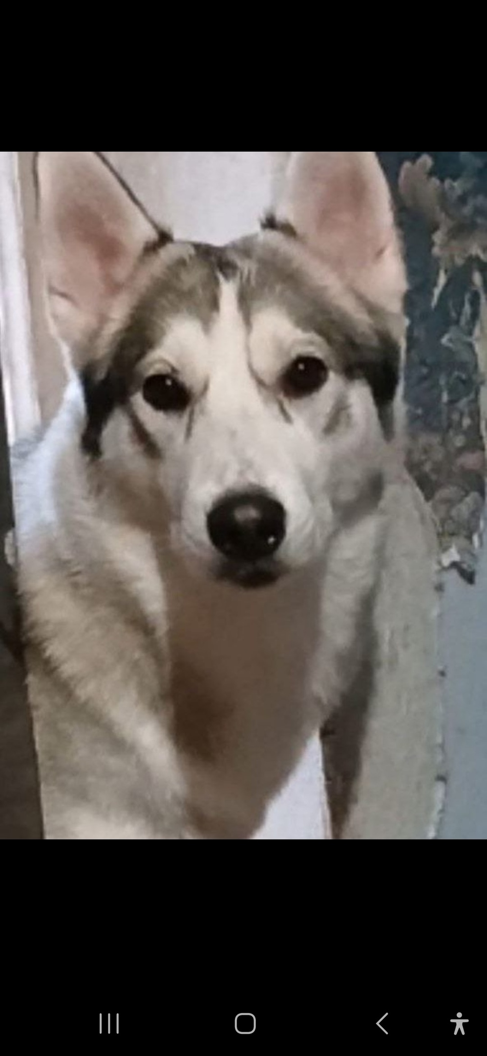 Найдена собака в Королёве — фото объявления