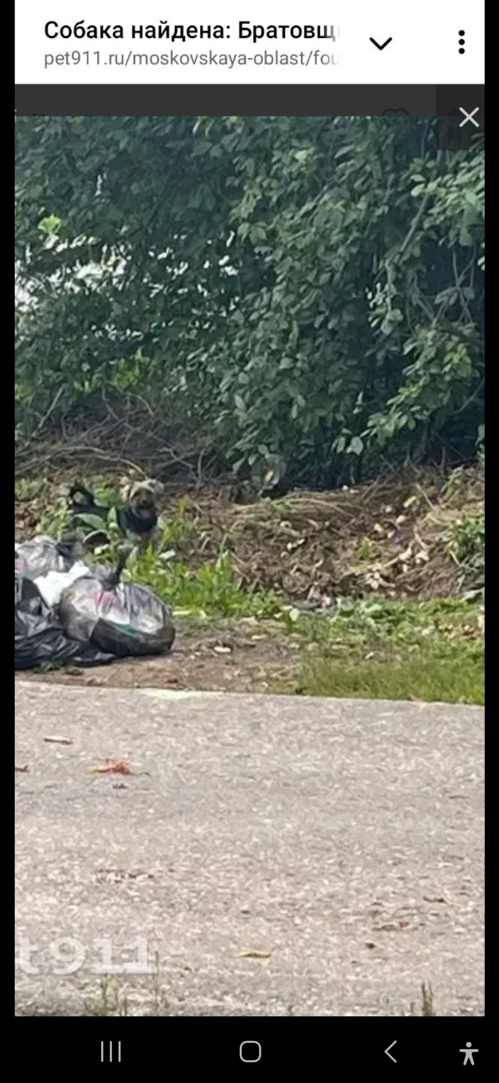 Найдена собака в Королёве — фото объявления