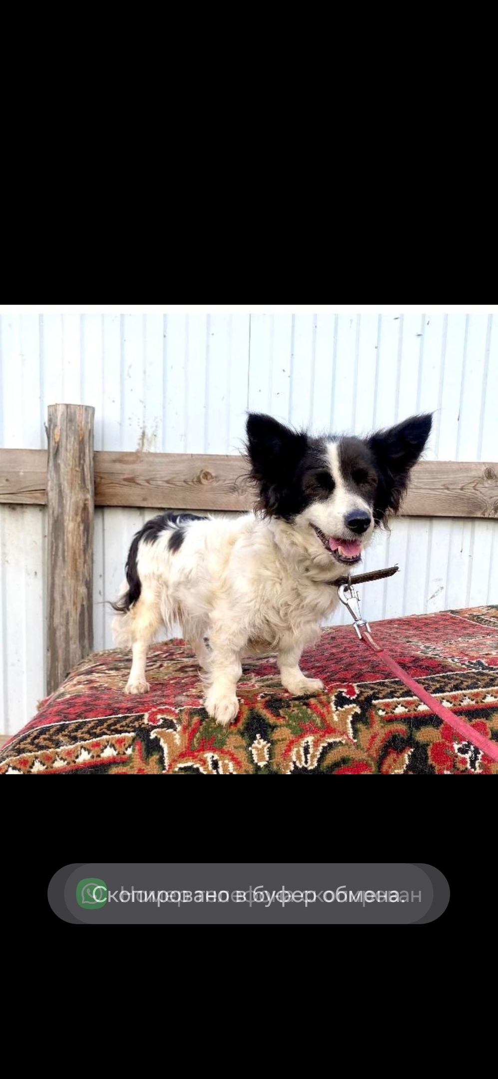 Пропала собака в Королёве — фото объявления