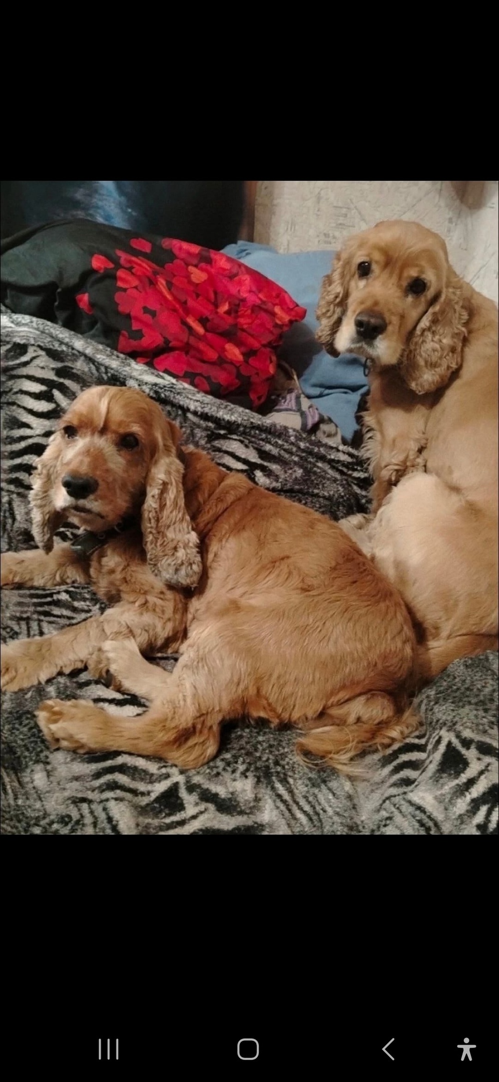 Пропала собака в Королёве — фото объявления