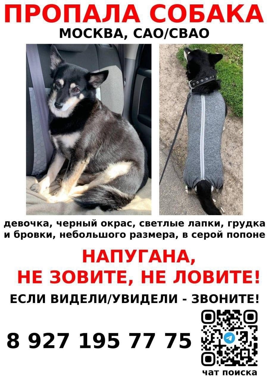 Пропала собака в Королёве — фото объявления