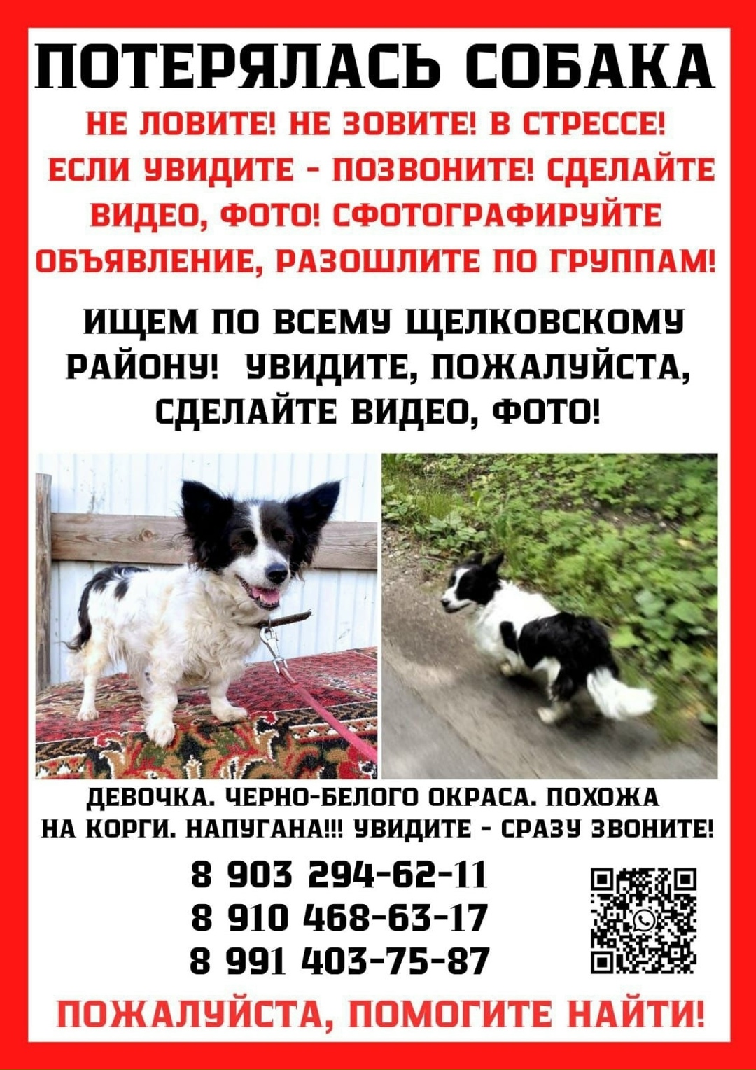 Пропала собака в Королёве — фото объявления