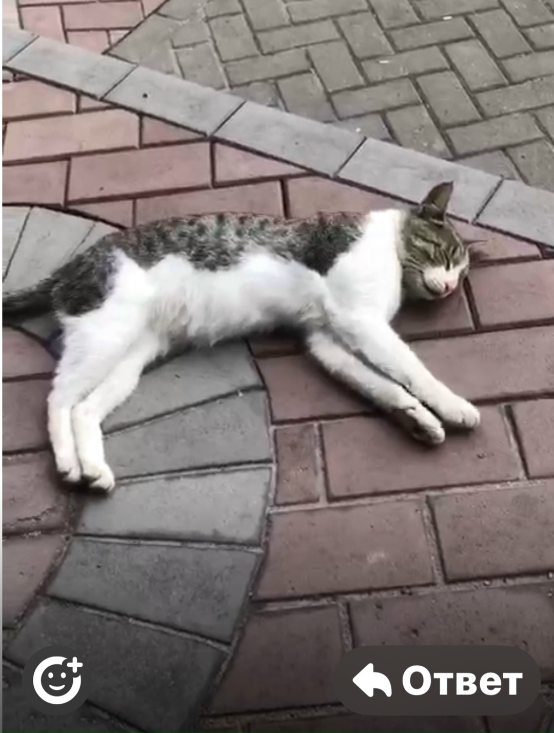 Пропала собака в Королёве — фото объявления