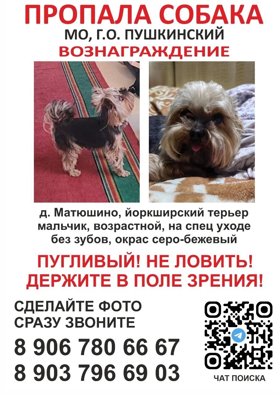 Пропала собака в Королёве — фото объявления