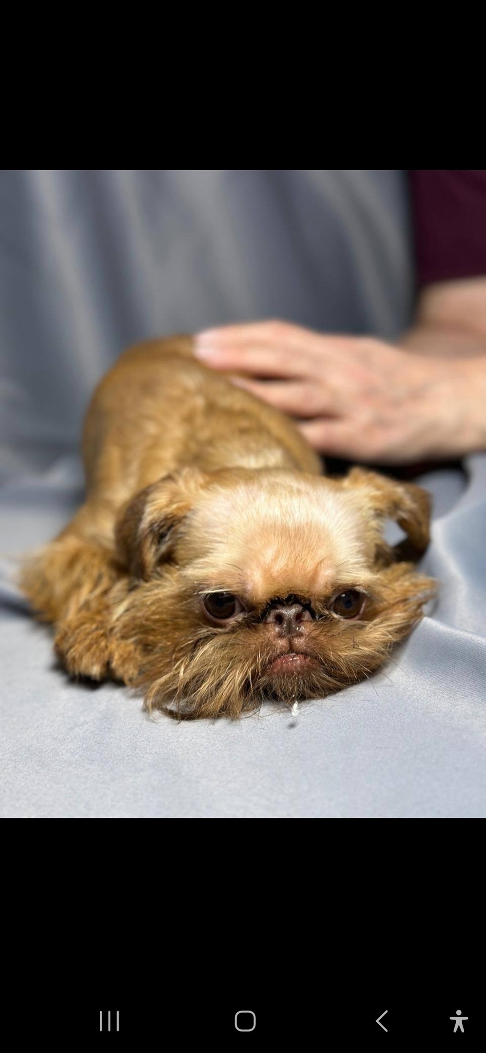 Пропала собака в Королёве — фото объявления