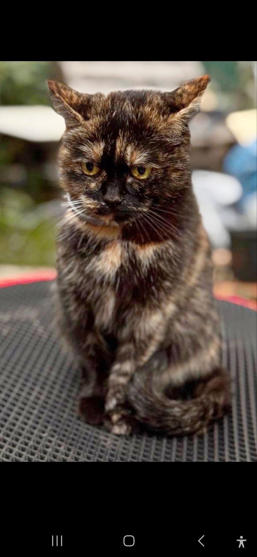 Найдена кошка в Королёве — фото объявления