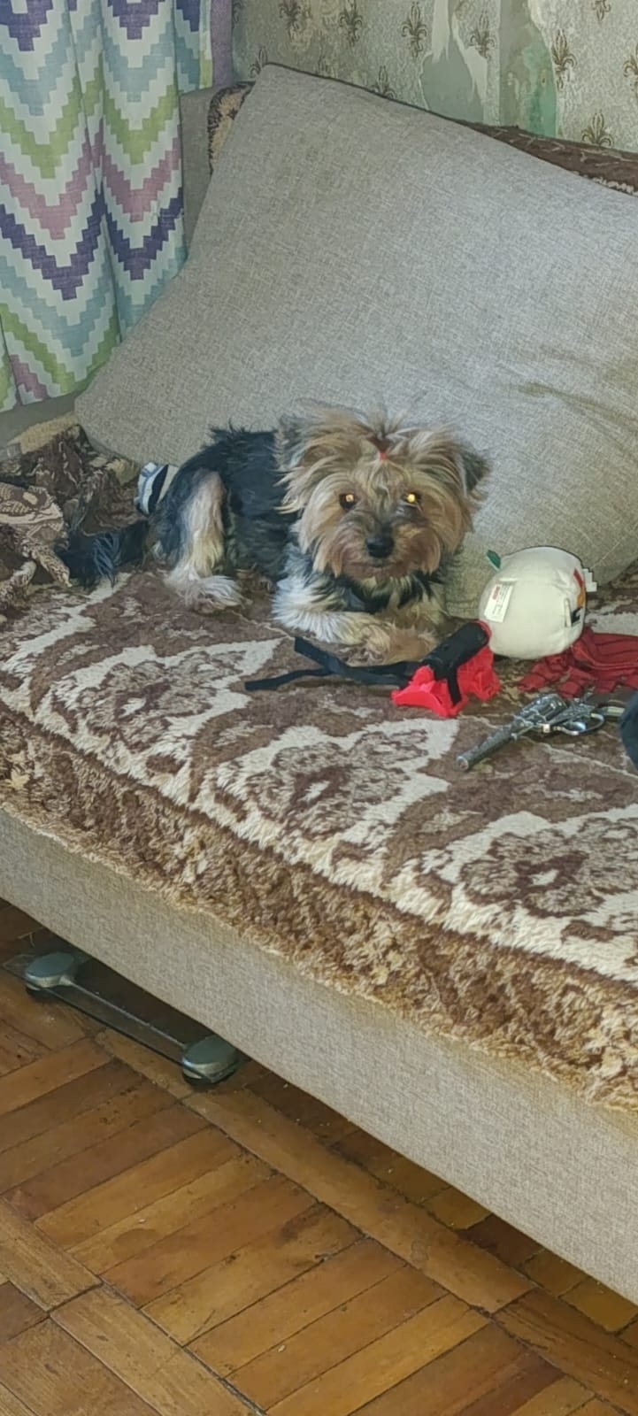 Пропала собака в Королёве — фото объявления