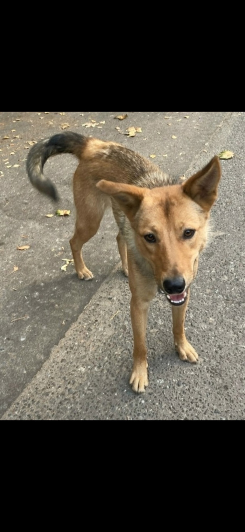 Пропала собака в Королёве — фото объявления