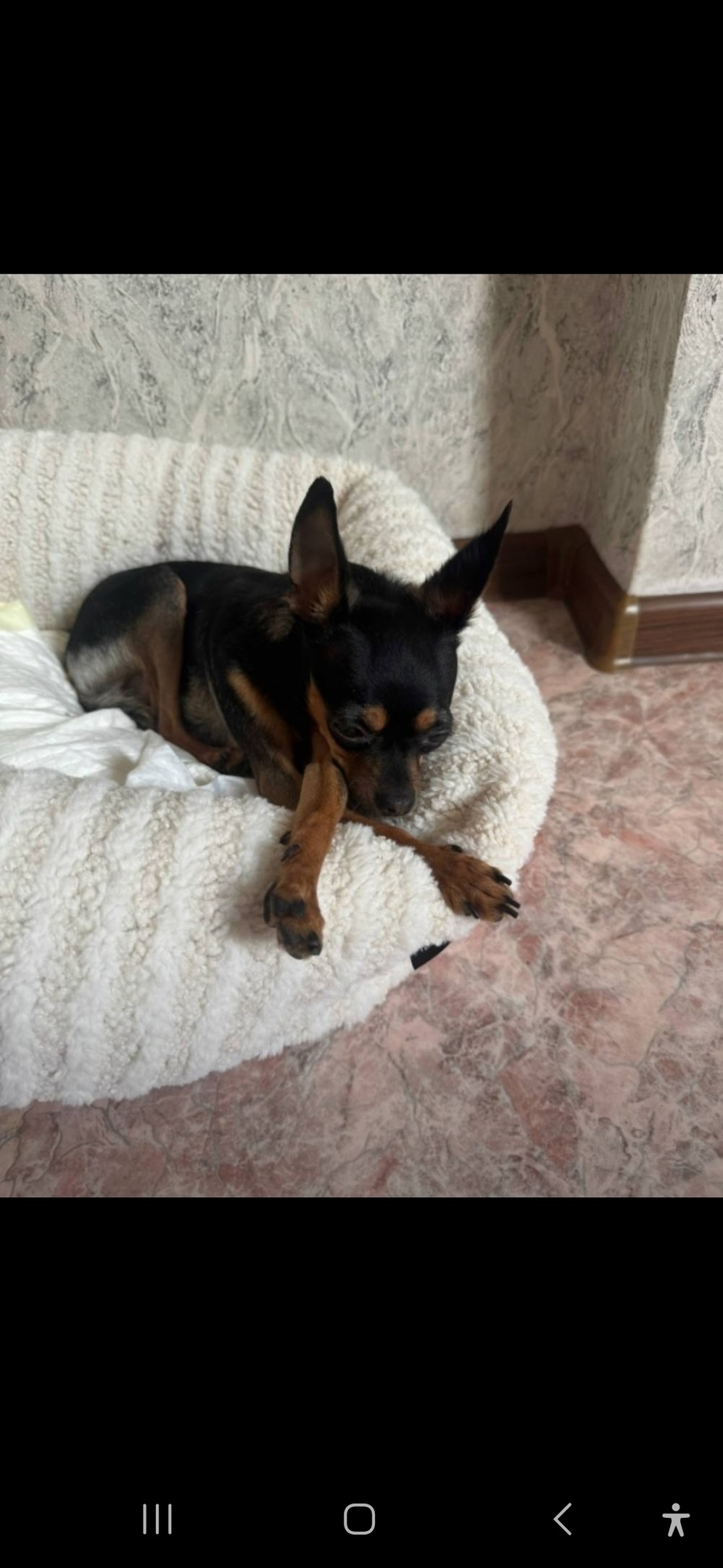 Найдена собака в Королёве — фото объявления