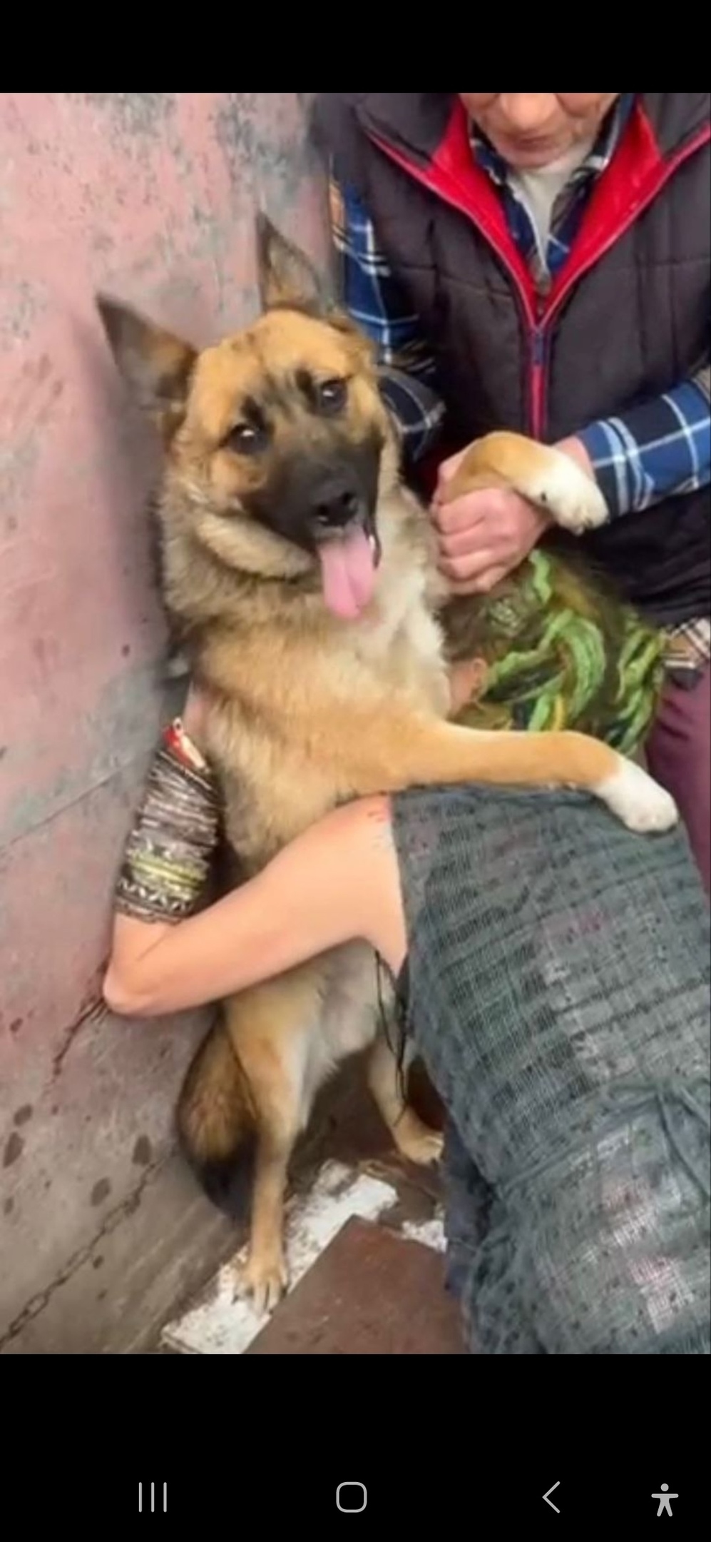 Пропала собака в Королёве — фото объявления