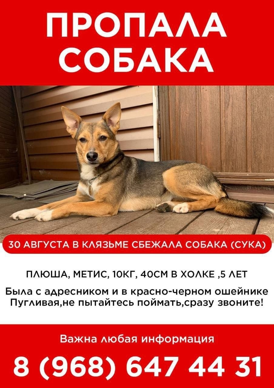 Пропала собака в Королёве — фото объявления