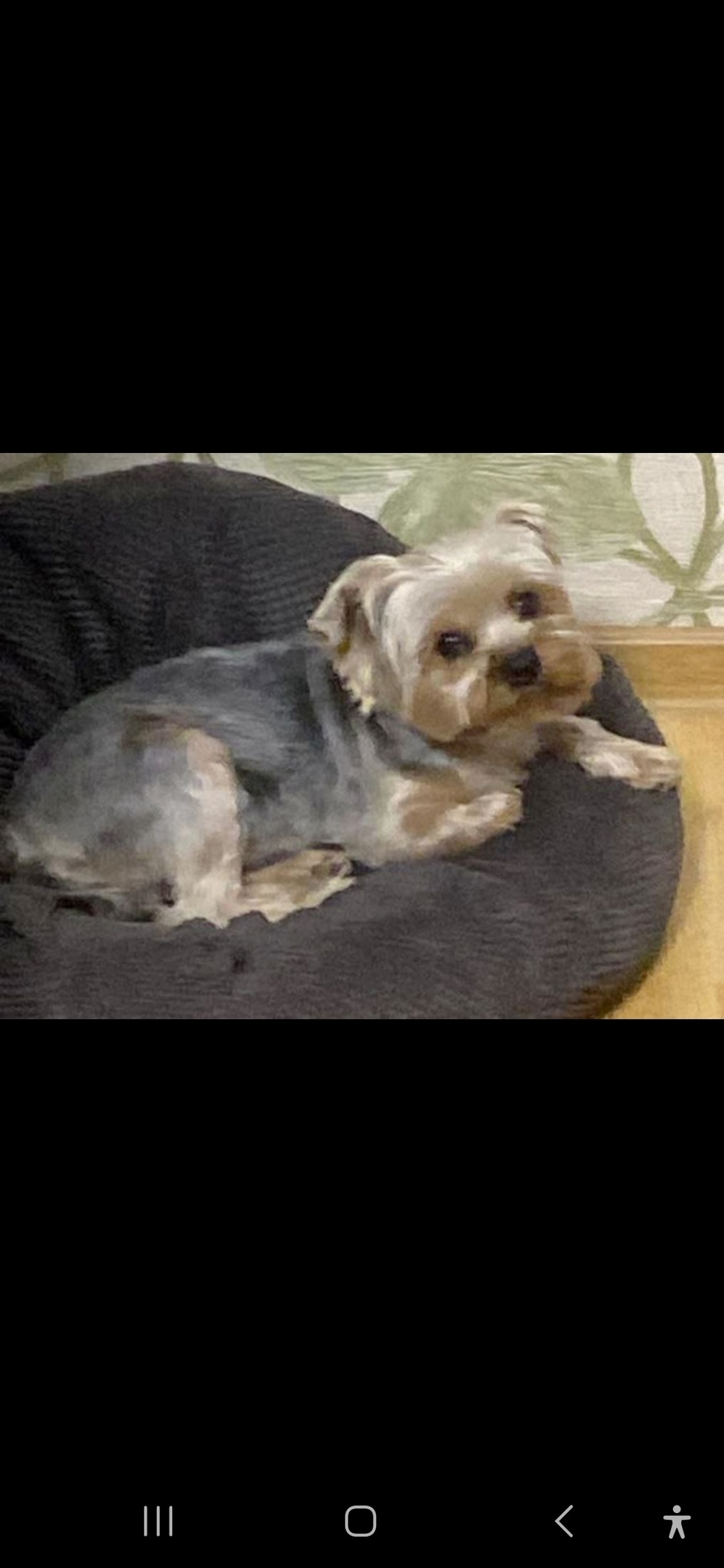 Пропала собака в Королёве — фото объявления